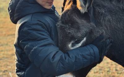 DOMAINE EQUESTRE DOLEXIA & EQUITHERAPIE 