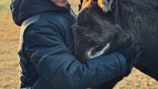 DOMAINE EQUESTRE DOLEXIA & EQUITHERAPIE 